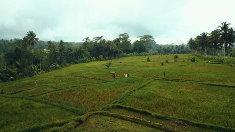 Green rice fields in Bali at sunset  Vidéo 288741435