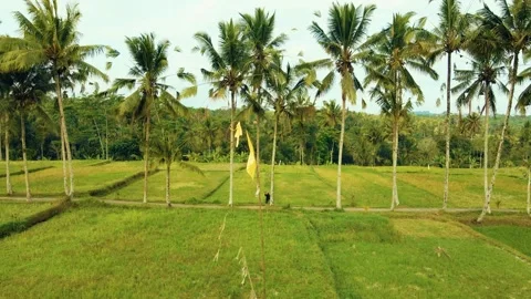 Green rice fields in Bali at sunset  Vidéo 288741454