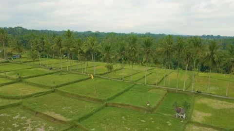 Green rice fields in Bali at sunset  Vidéo 288741457