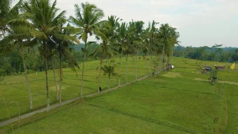 Green rice fields in Bali at sunset  Vidéo 288741630
