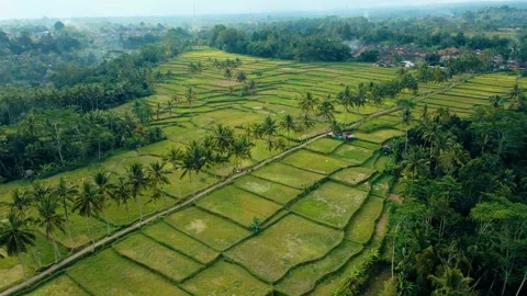 Green rice fields in Bali at sunset  Vidéo 288742167