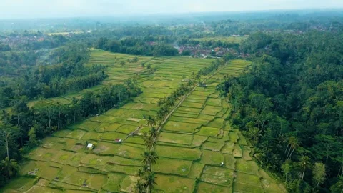 Green rice fields in Bali at sunset  Vidéo 288742745