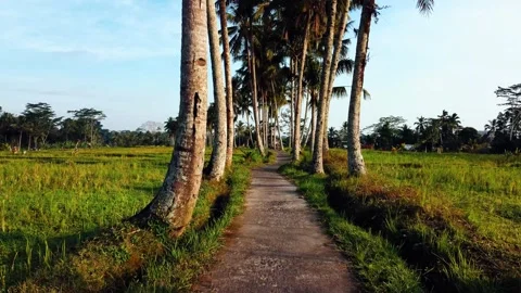 Green rice fields in Bali at sunset  Stock-Footage 288742748