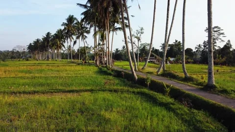 Green rice fields in Bali at sunset  Vidéo 288742837