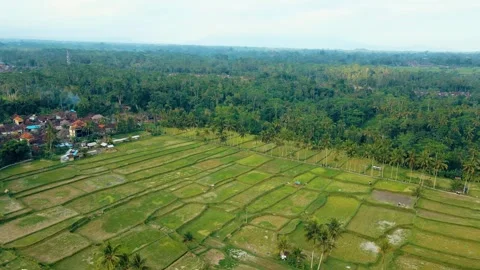 Green rice fields in Bali at sunset  Vidéo 288742911