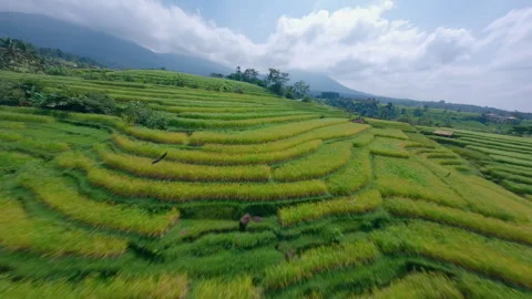 Green rice fields with Bali volcano in the background FPV drone Stock Footage 278414157