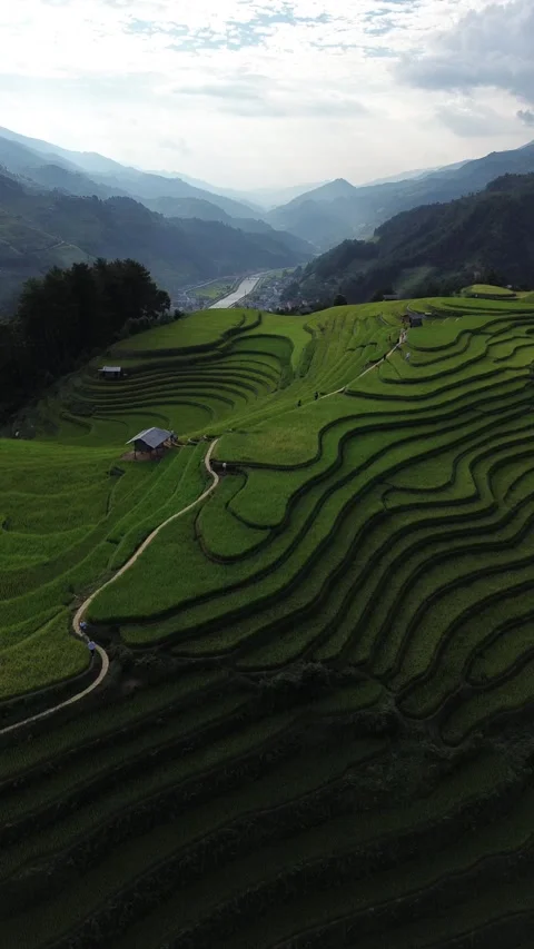Green Rice Fields between Mountain in Mu Cang Chai, Vietnam (Drone Footage) 库存影片 252650944