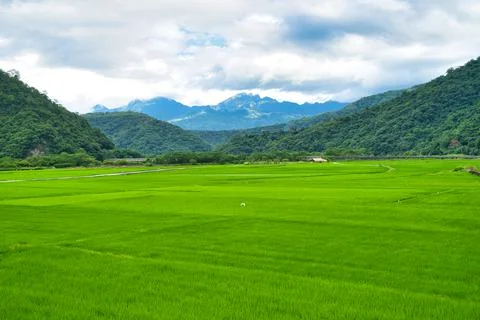 Green rice fields. Blue sky, white clouds, mountains are like idyllic paintin Stock-Fotos