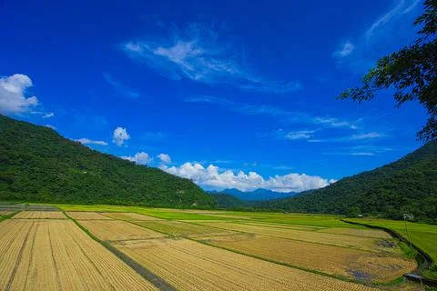 Green rice fields. Blue sky, white clouds, mountains are like idyllic paintings. Stock Photos