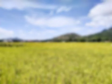 Green rice fields blurred with natural background of mountains and trees Stock Photos
