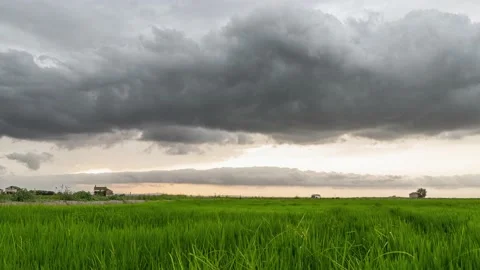 Green rice fields in a cloudy day. Timelapse. El palmar, Valencia, Spain Stock Footage 135065756