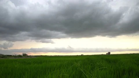Green Rice fields in a cloudy day. Countryside landscape Stock Footage 142332246