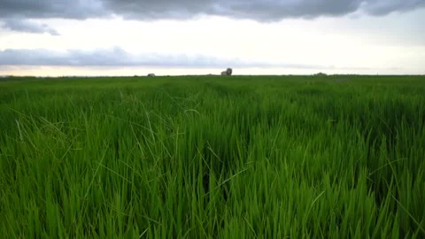 Green Rice fields in a cloudy day. Countryside landscape Stock Footage 142332335