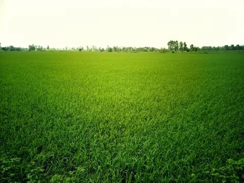Green rice fields Comfortable view of nature at sunshine Stock Photos