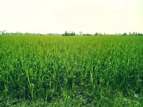 Green rice fields Comfortable view of nature at sunshine Stock Photos