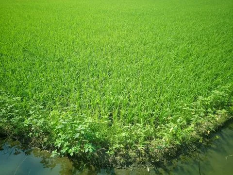 Green rice fields Comfortable view of nature at sunshine Stock Photos