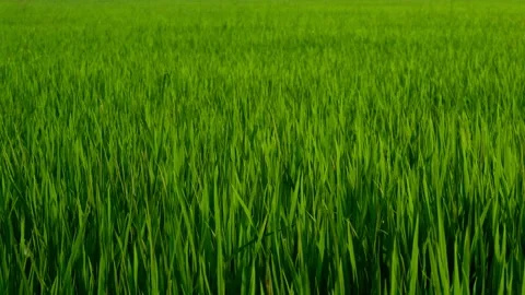 The green rice fields in the fields are swaying in the wind Stock Footage 249606148