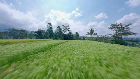 Green rice fields flying low Bali with FPV drone Stock Footage 278414362