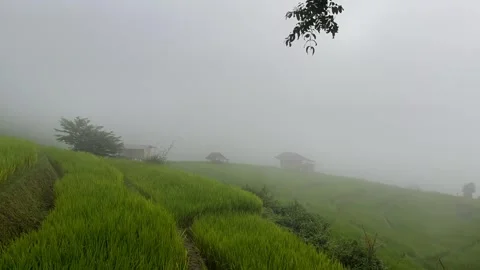 Green rice fields with fog Video stock 252702314