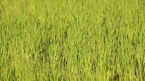 Green Rice Fields Stock Footage 35303608