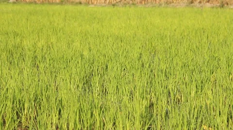 Green Rice Fields Stock Footage 35310343