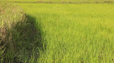 Green Rice Fields Stock Footage 35314396