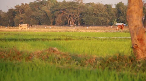 Green Rice Fields Stock Footage 35320411