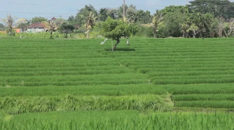 Green Rice Fields Stock Footage 67531796