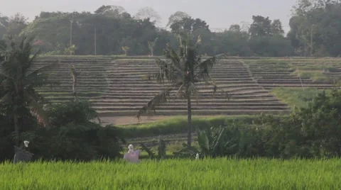 Green Rice Fields Stock Footage 67531864