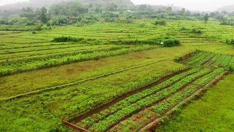 Green rice fields Stock Footage 171514665