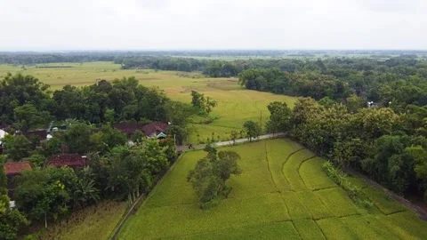 Green rice fields Stock-Footage 225222377