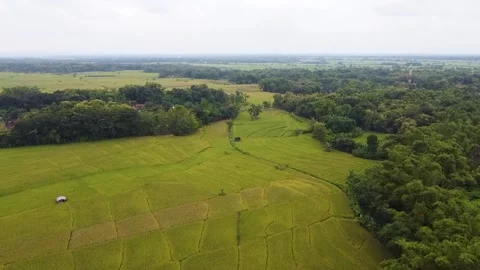Green rice fields Stock-Footage 225222558