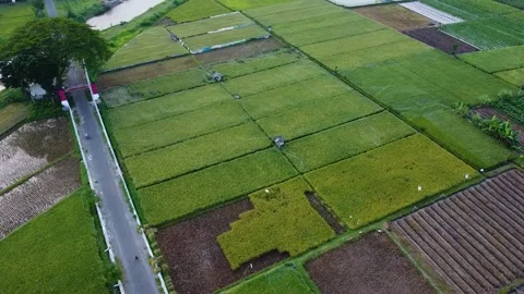 Green rice fields Stock Footage 238532017