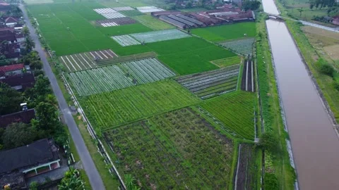 Green rice fields Stock Footage 238534668