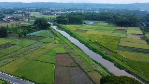 Green rice fields Stock Footage 238560763
