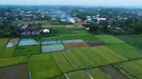 Green rice fields Stock Footage 238611187
