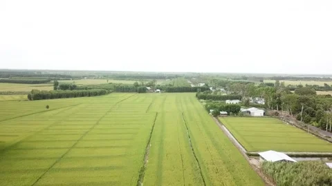 Green rice fields Stock-Footage 243708959
