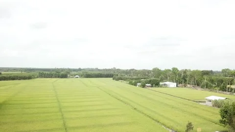 Green rice fields Stock-Footage 243708965
