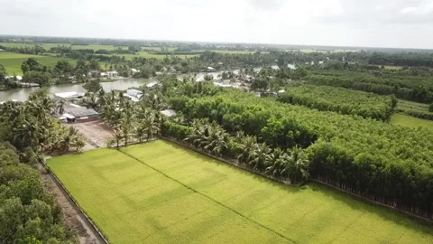 Green rice fields Stock-Footage 243709009