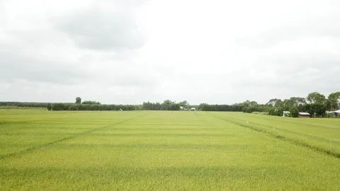 Green rice fields Stock Footage 243709053
