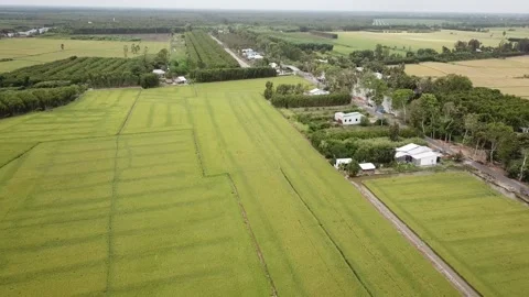 Green rice fields Stock Footage 243709056