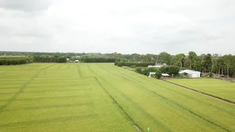 Green rice fields Stock Footage 243709063