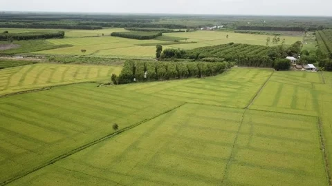 Green rice fields Stock Footage 243709086