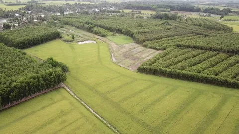 Green rice fields Stock Footage 243709579