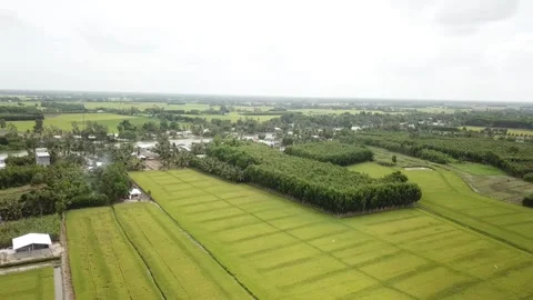 Green rice fields Stock-Footage 243709770