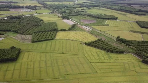 Green rice fields Stock Footage 243709997
