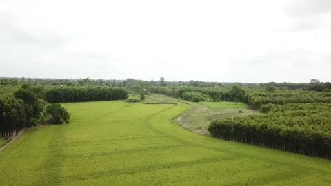 Green rice fields Stock Footage 243711232