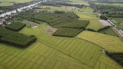 Green rice fields Stock Footage 243711369