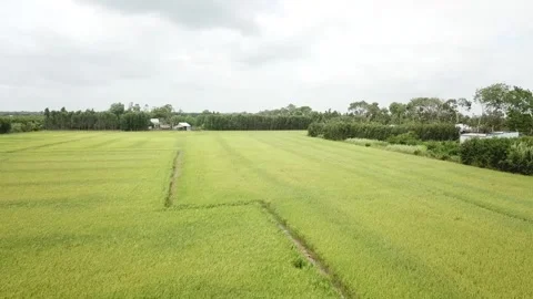 Green rice fields Stock Footage 243711370