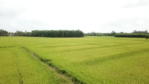 Green rice fields Stock Footage 243711391